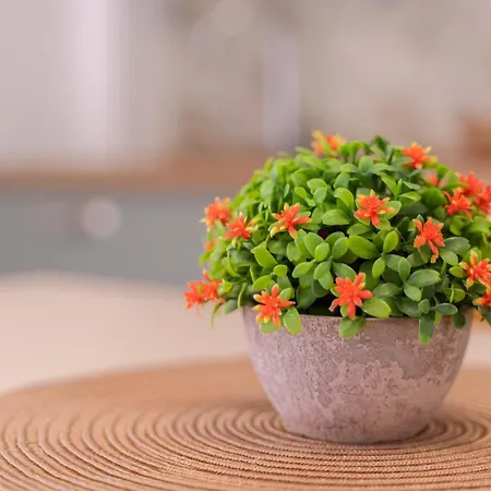 Misamar Διαμέρισμα Αλγκέρο