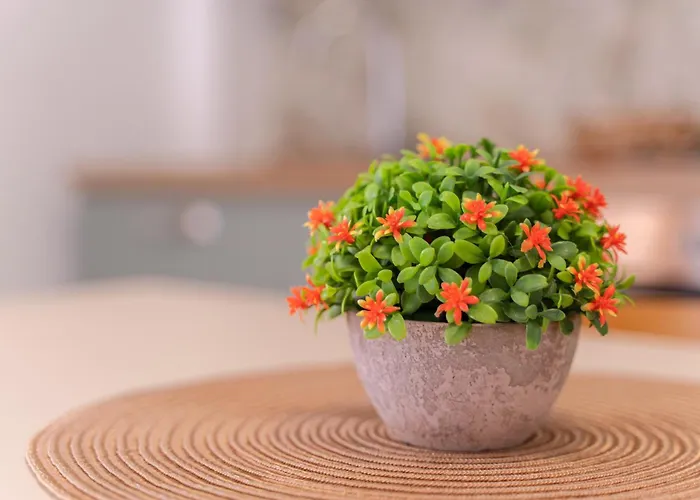 Misamar Διαμέρισμα Αλγκέρο